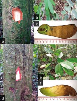 a) Tranche sur écorce de Prioria balsamifera ; b) Feuilles de P. balsamifera ; c) Fruit de P. balsamifera ; d) Tranche sur écorce de P. oxyphylla ; e) Feuilles de P. oxyphylla ; f) Fruit de P. oxyphylla. a) Slices from the bark of Prioria balsamifera; b) Leaves of P. balsamifera; c) Fruit of P. balsamifera; d) Slices from the bark of P. oxyphylla.; e) Leaves of P. oxyphylla; f) Fruit of P. oxyphylla. Photos V. Bbidjo.