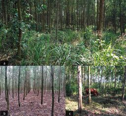 Acacia plantations during the humid season (a), the drought season (b), and with the possibility of grazing cattle (c). The plantations are composed of young trees with small diameters. Photos T. Ha Ho.