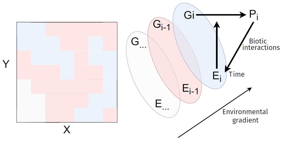 Figure 1. Adaptations micro géographiques entre espèces sympatriques au sein d’un complexe d’espèces. Différentes espèces génétiques G se développent en sympatrie dans des habitats spécifiques E le long d’un gradient environnemental. L’interaction entre l’environnement local Ei et le génotype Gi aboutit au phénotype Pi. Le phénotype Pi rétroagit sur son environnement local par le biais d’interactions biotiques. Les variations temporelles de l’environnement influencent le phénotype du génotype établi. Figure 1. Microgeographic adaptations between sympatric species within a species complex. Different genetic species G develop in sympatry in specific habitats E along an environmental gradient. The interaction between the local environment Ei and the genotype Gi results in the phenotype Pi. The Pi phenotype retroacts on its local environment through biotic interactions. Temporal variations in the environment influence the phenotype of the established genotype. Figura 1. Adaptaciones microgeográficas entre especies simpátricas en el seno de un complejo de especies. Diferentes especies genéticas G se desarrollan en simpatría en los hábitats específicos E a lo largo de un gradiente medioambiental. La interacción entre el medio ambiente local Ei y el genotipo Gi genera el fenotipo Pi. El fenotipo Pi retroactúa sobre su medio ambiente local por medio de interacciones bióticas. Las variaciones temporales del medio ambiente influyen en el fenotipo del genotipo establecido.