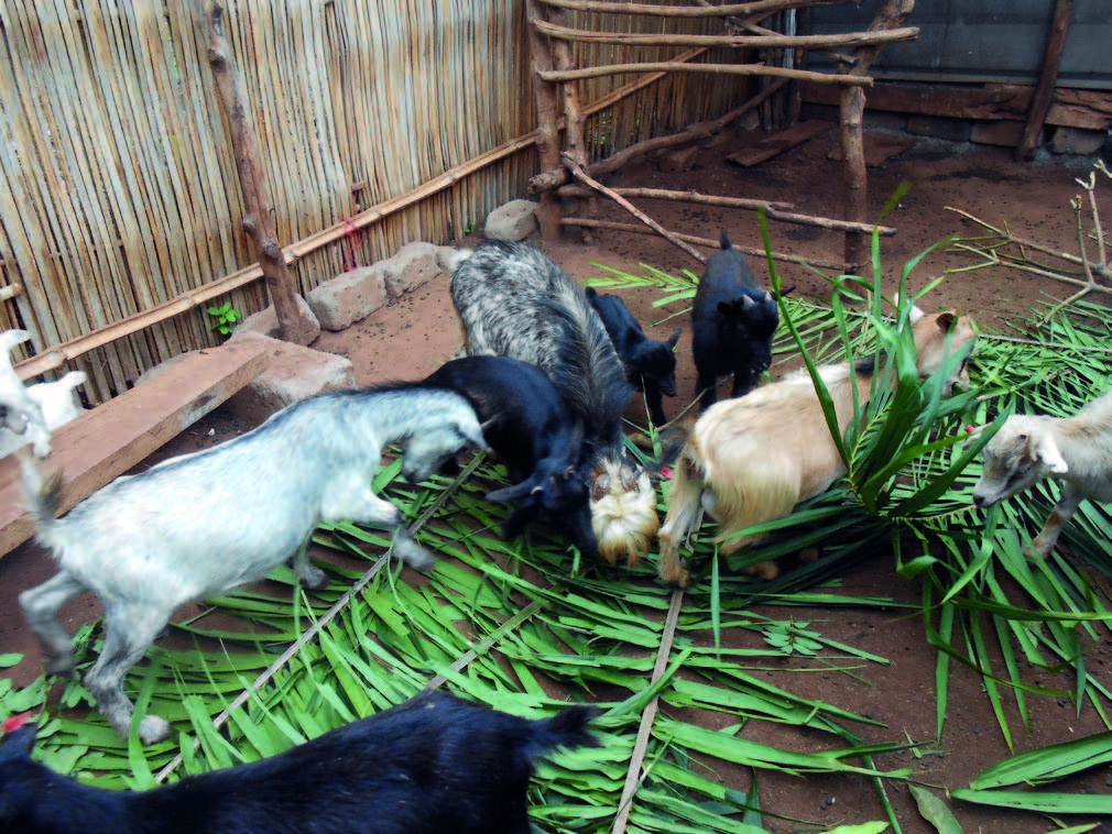 Affouragement des caprins pendant la saison des cultures au Togo