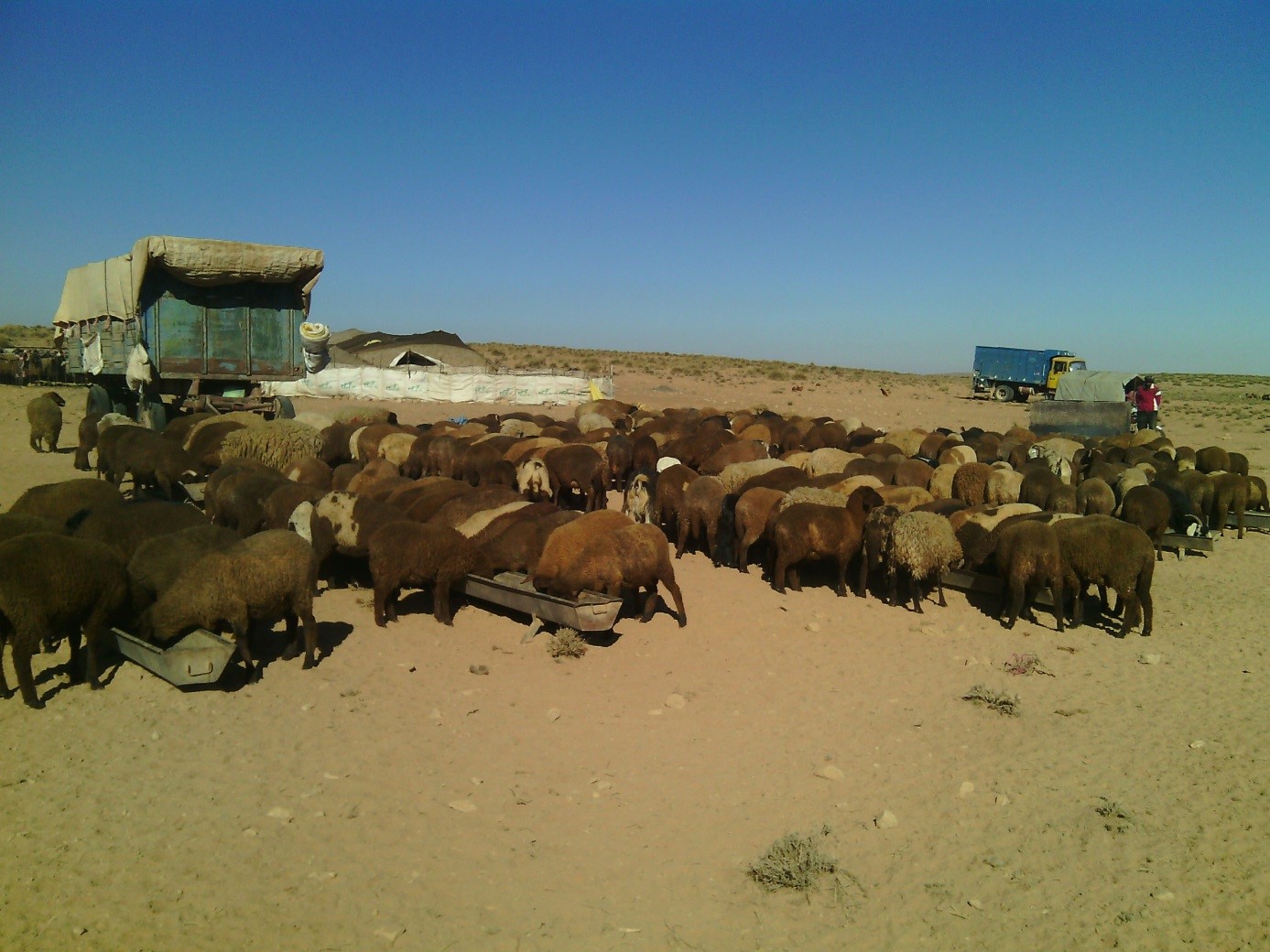 Beni-Guil Lambs (3-4 months old) reared in outdoor in Tendrara region©K. Belhaj