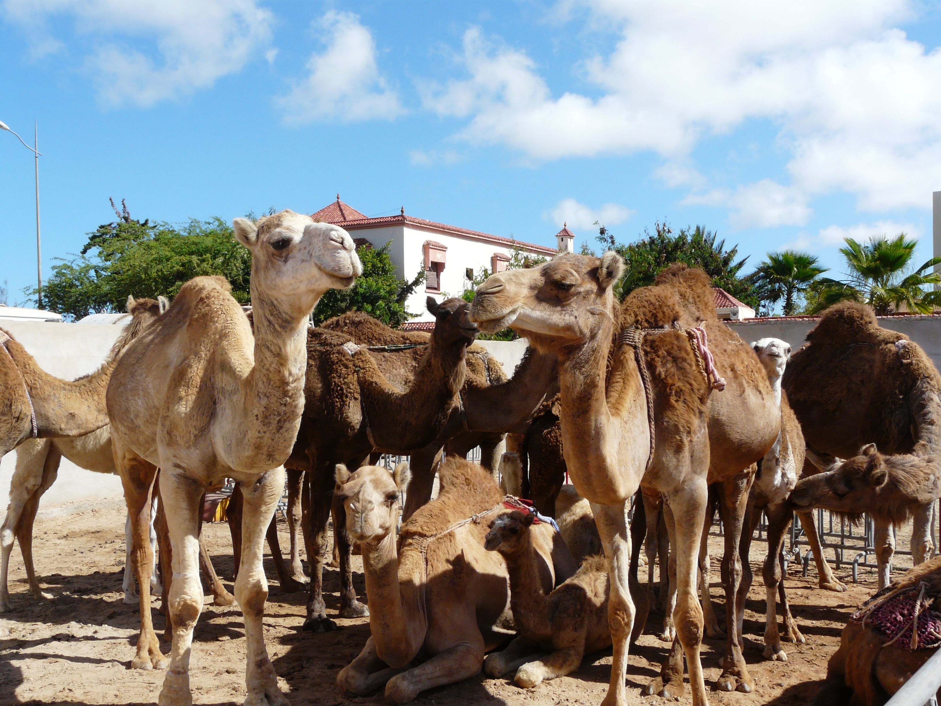Développement des élevages camelins péri-urbains en vue de la production laitière pour l'approvisionnement des villes de Laâyoune ou de Dakhla © B. Faye, Cirad
