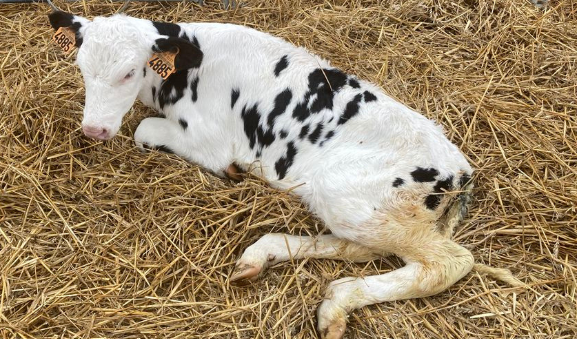 Sick calf in straw bedding