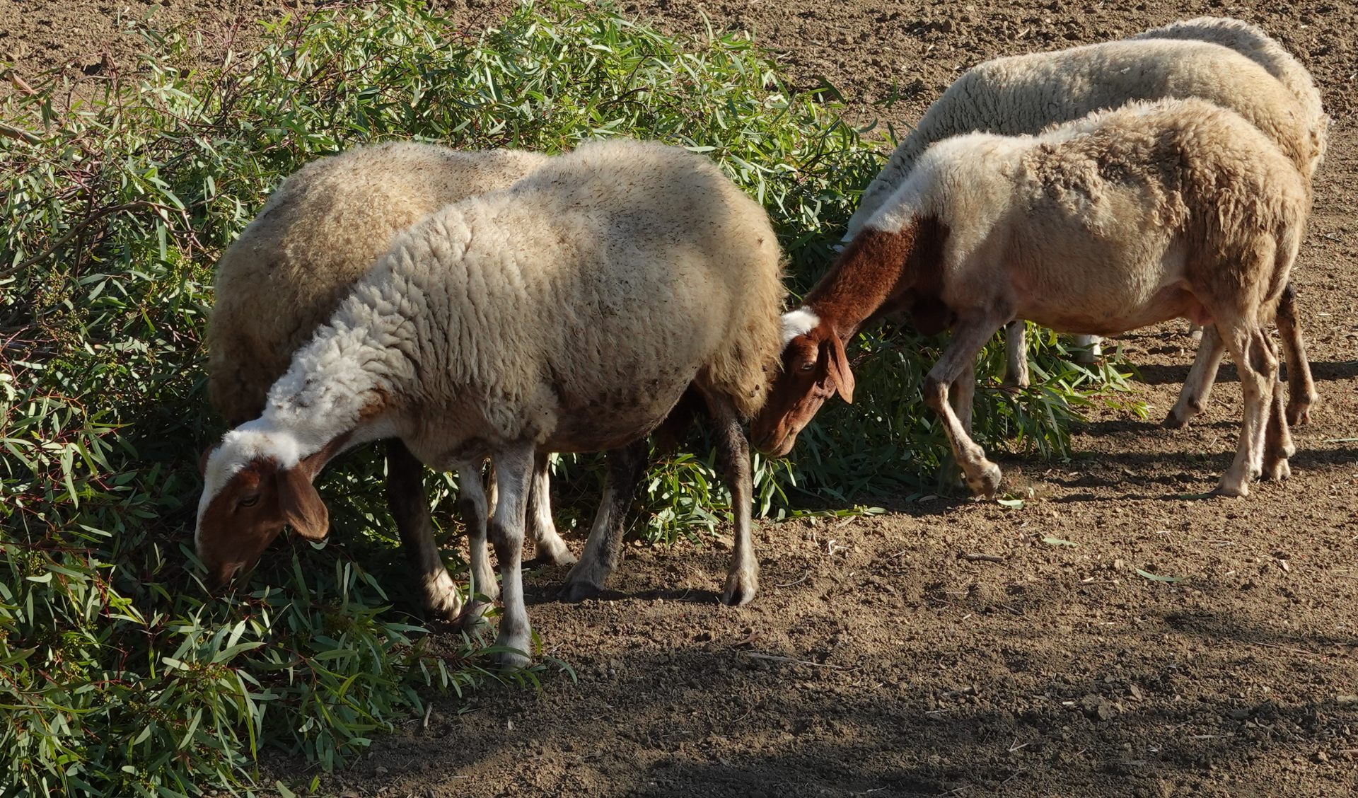 Ewes grazing in Kairouan, Tunisia
