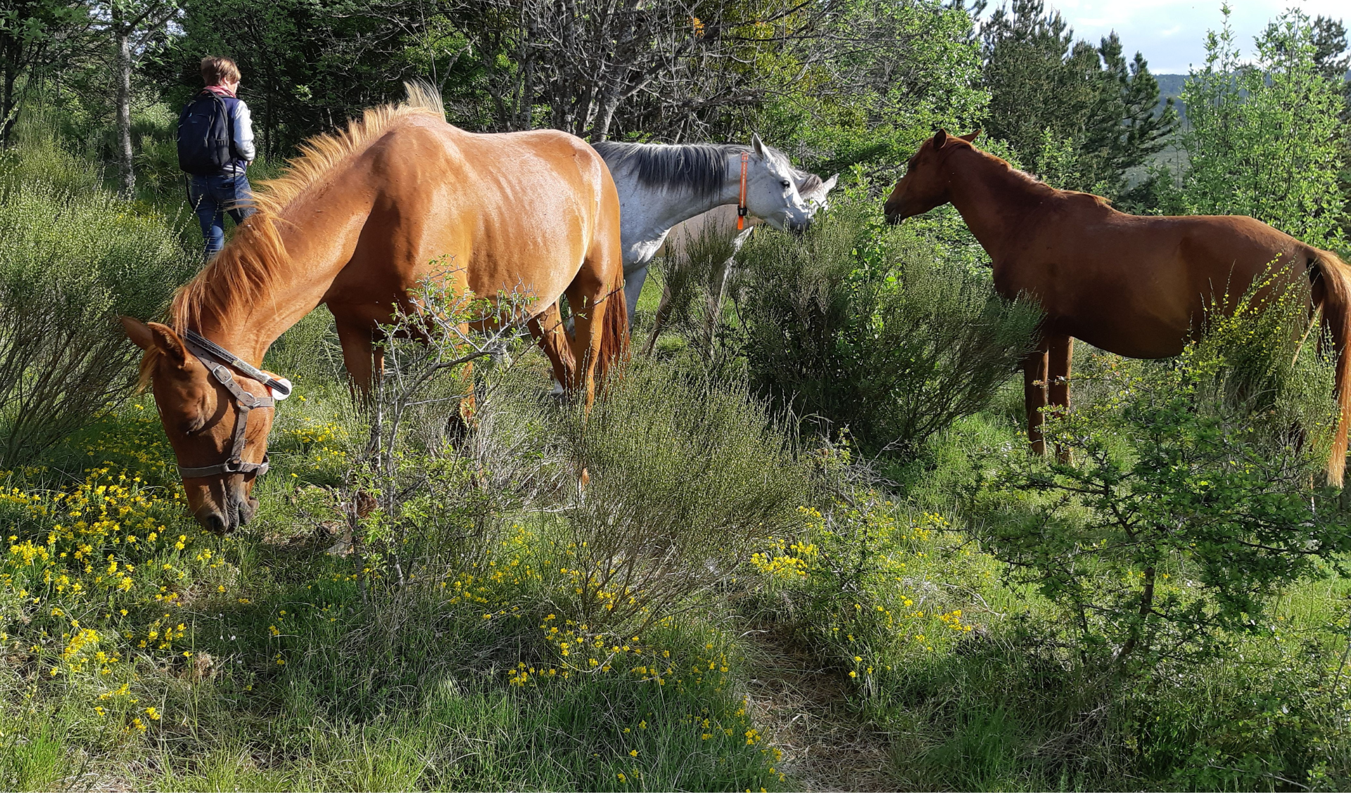 Horses are grazing woody plants in rangelands