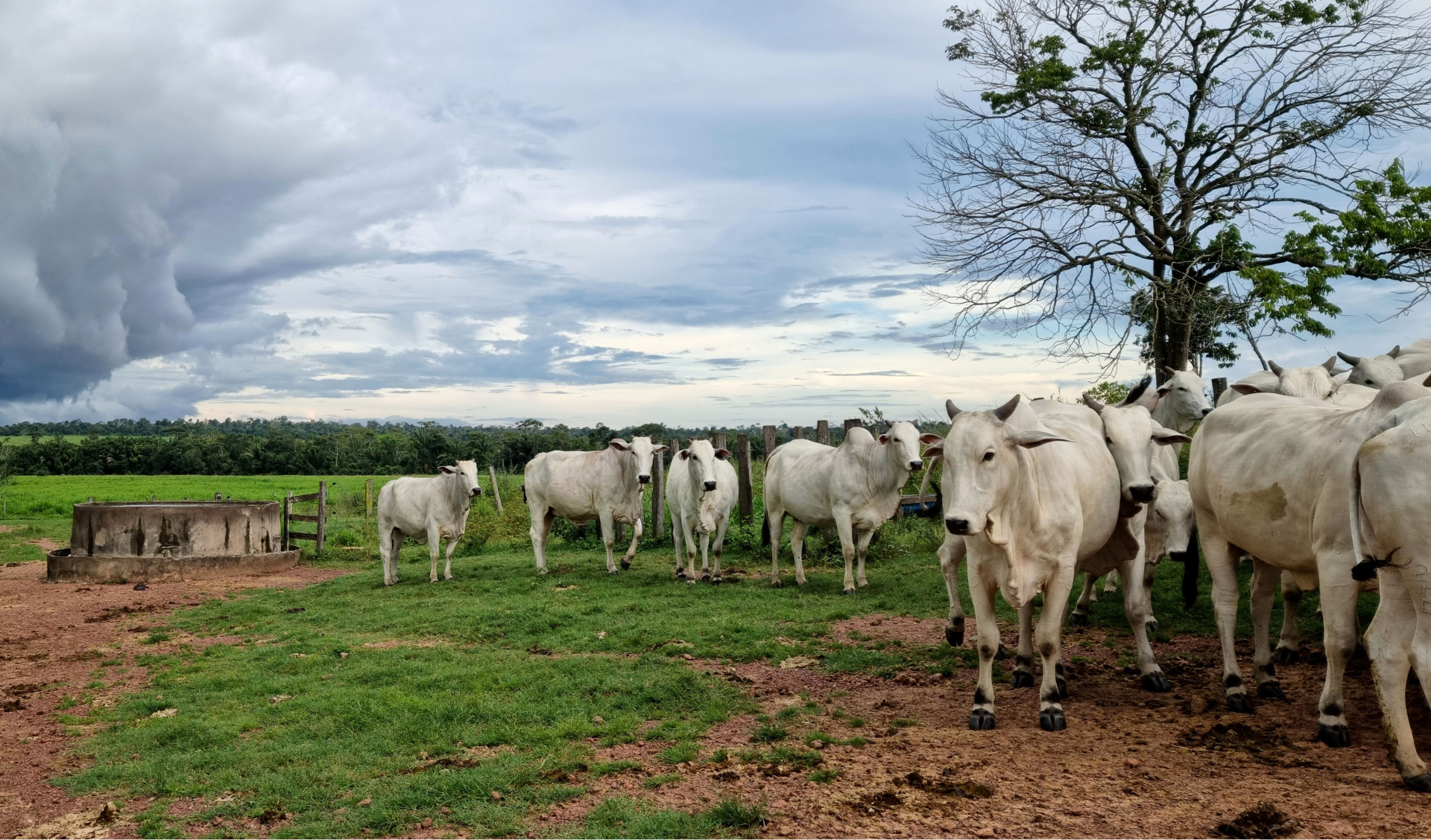 zebus herd in Brazil