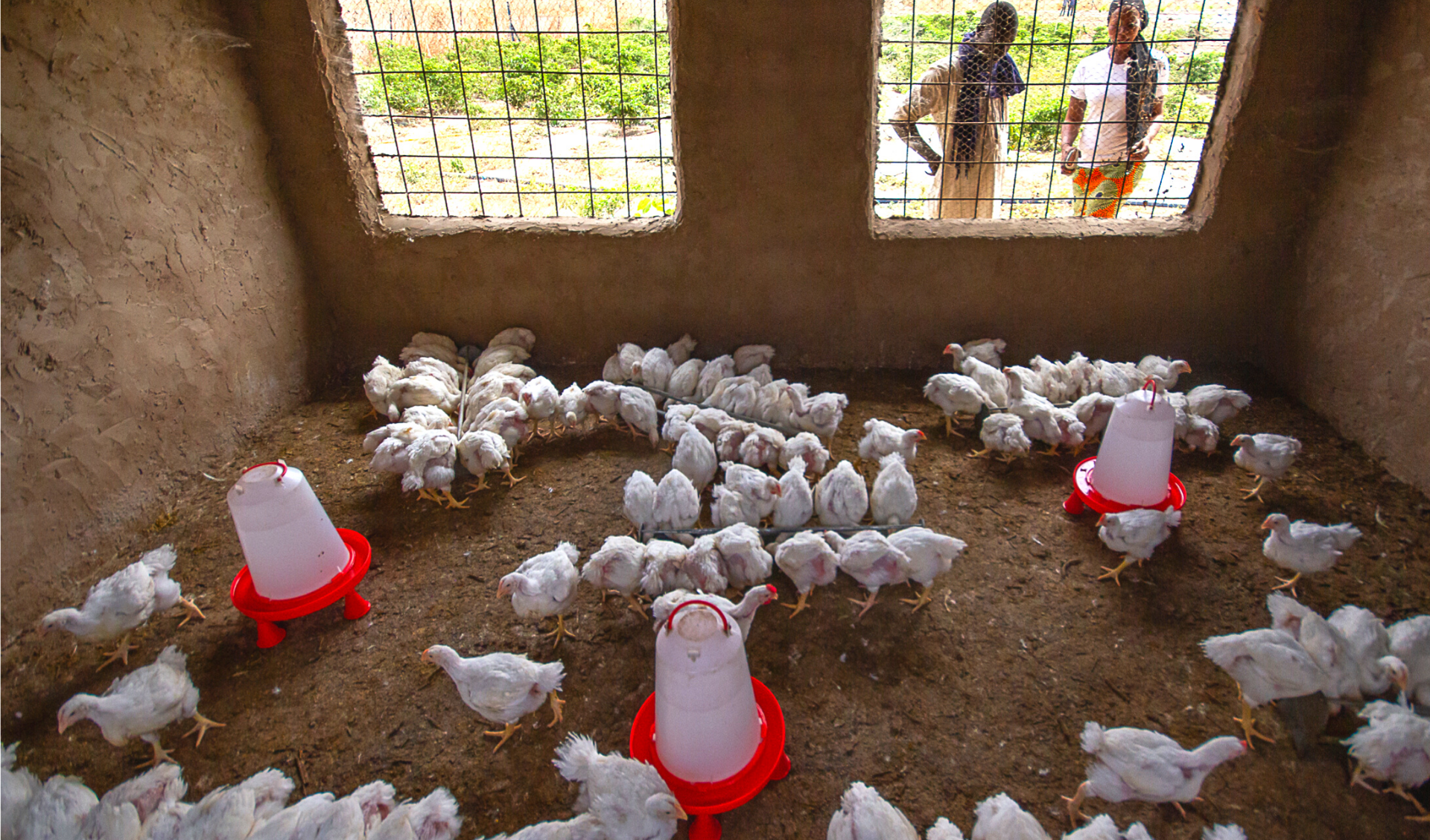 © R.Belmin, Cirad - Elevage avicole, Casamance, Sénégal