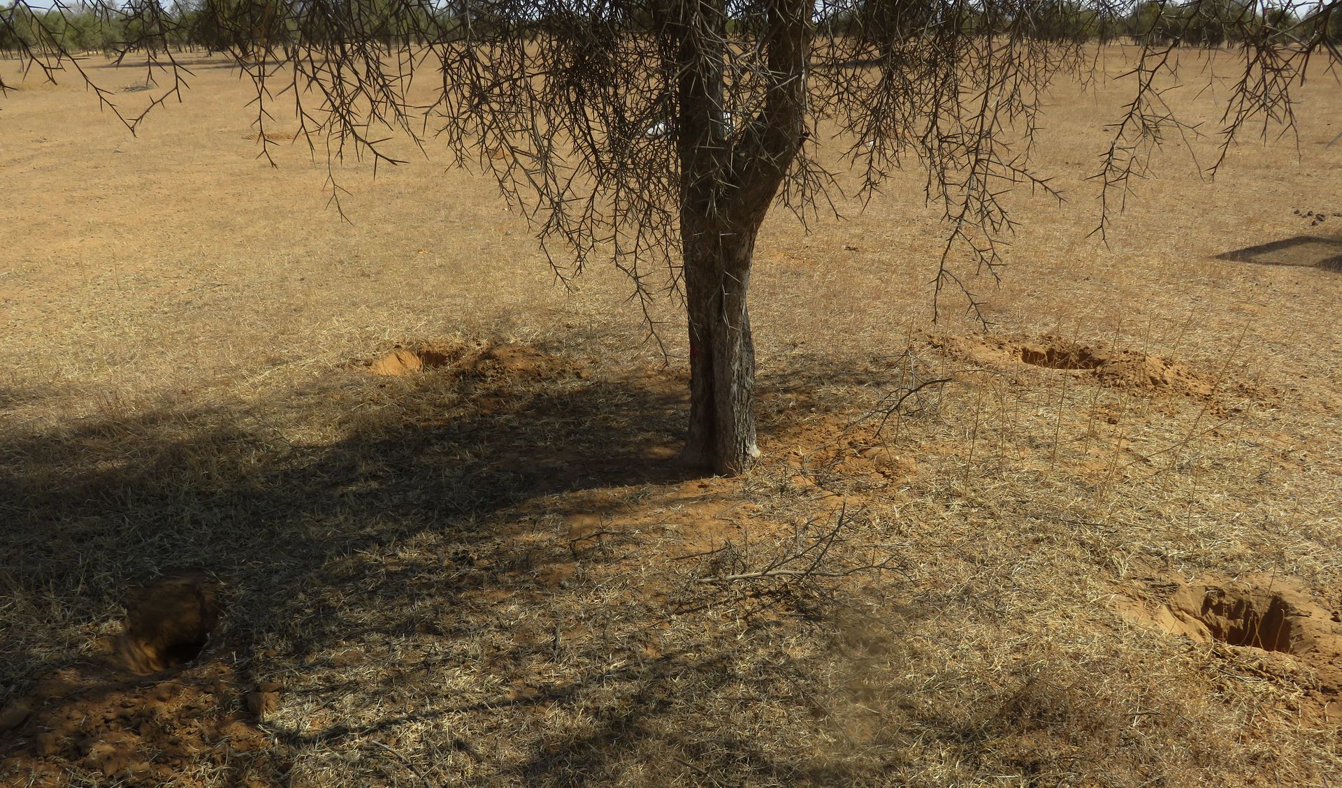 Points de collecte de sol sous houppier dans la zone sylvopastorale du Sénégal©Juste Djagoun, 2022