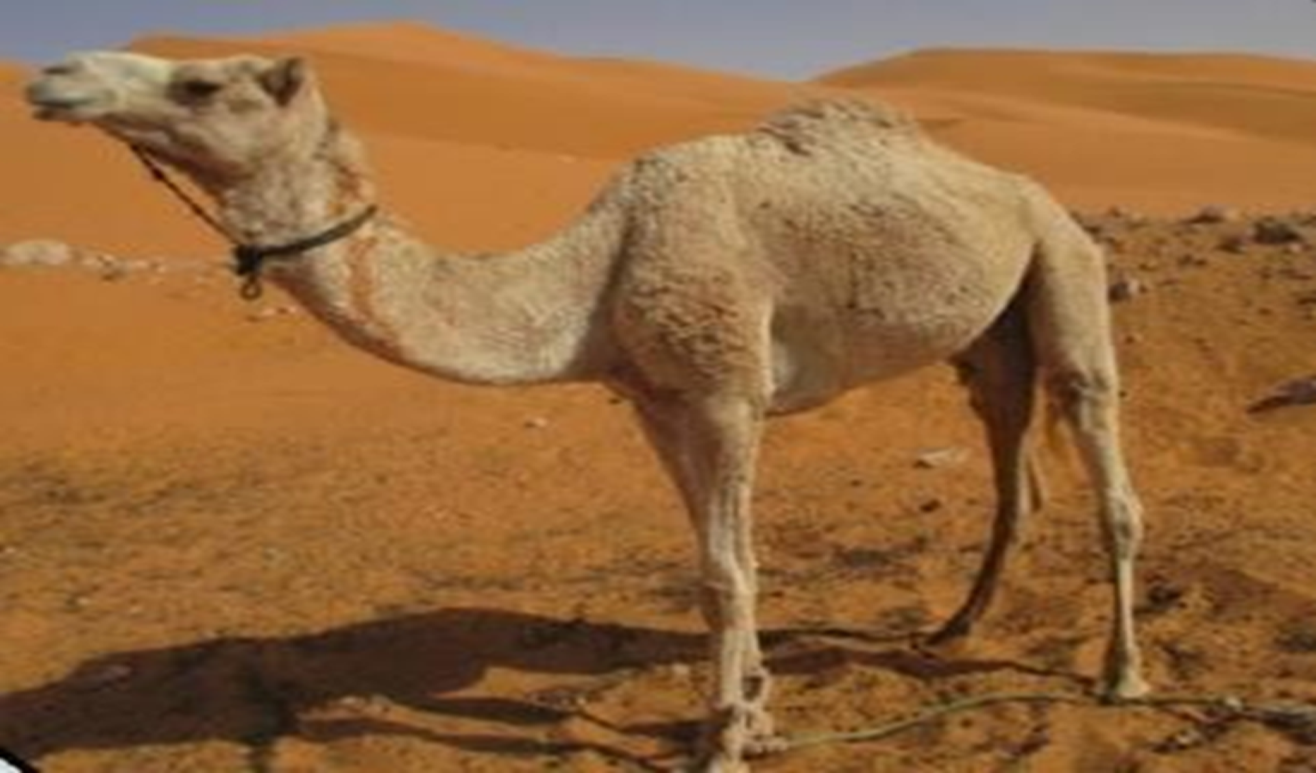 Camelus dromedarius © N. Sahraoui