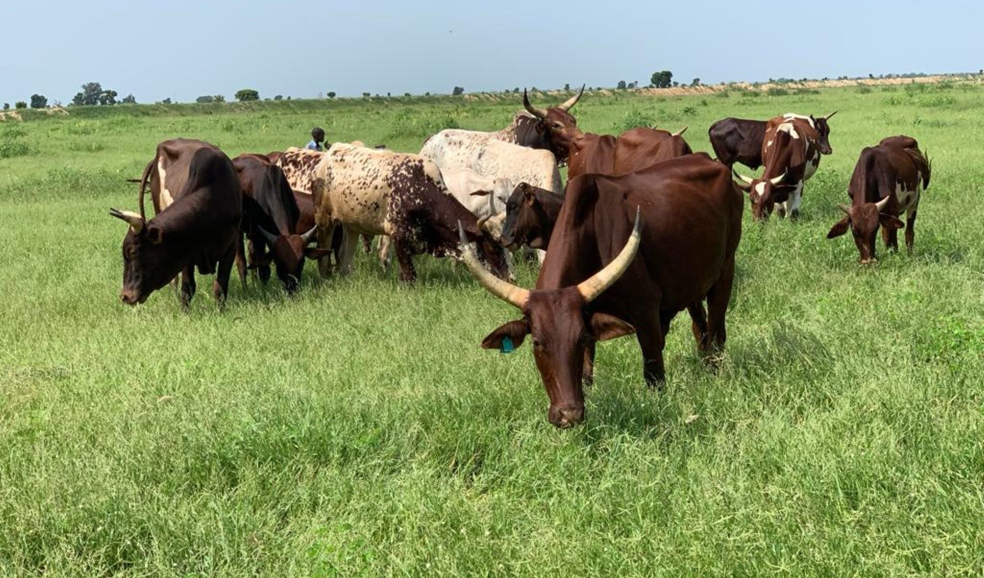 Cattle grazing on pasture in Jere, Borno State, Nigeria © D. Jidda