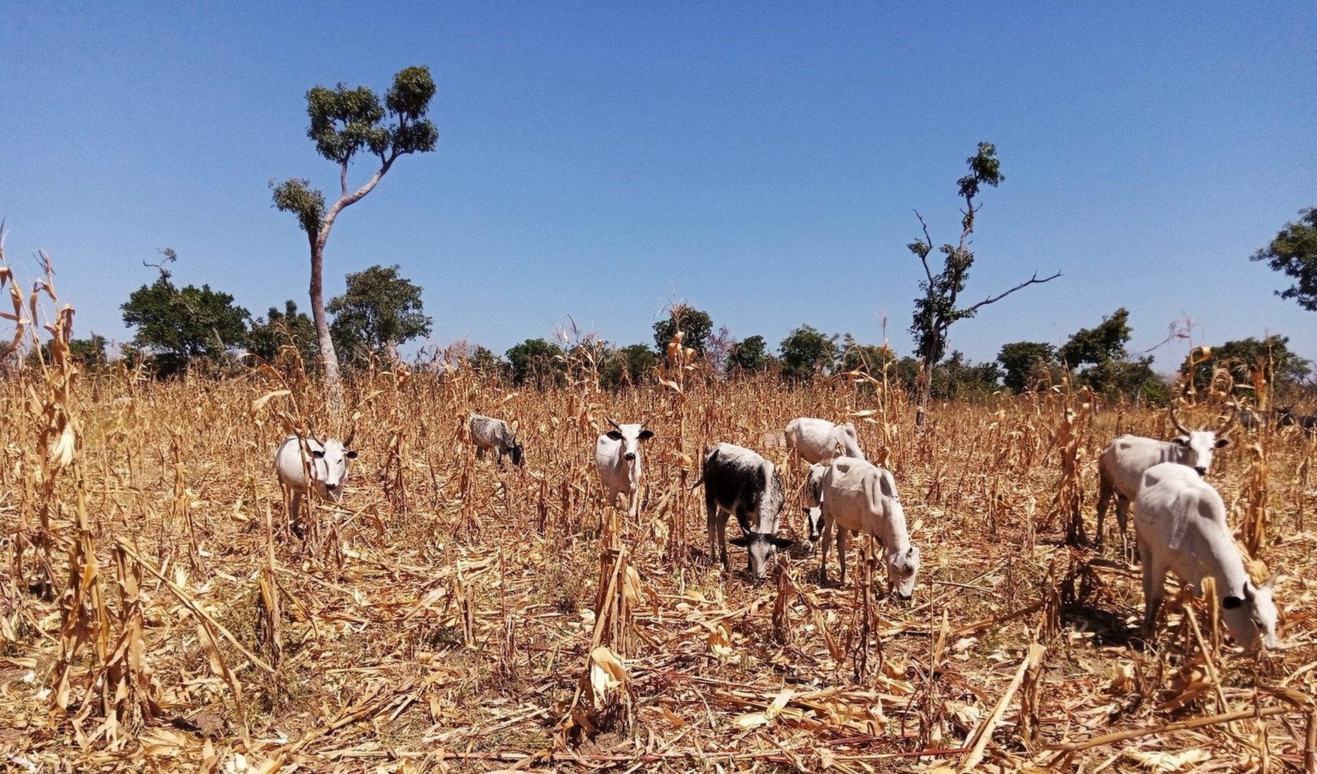 Pâturage, résidus récolte champ maïs © Y. Idrissou, 2020