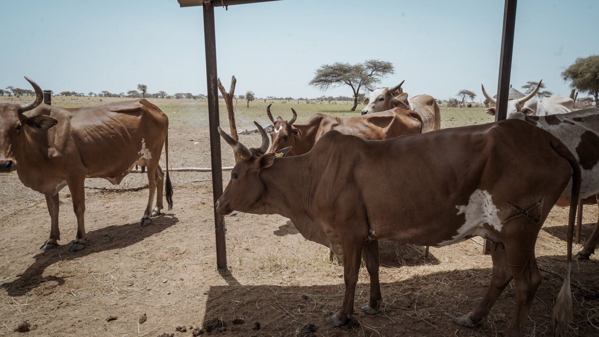 Vaches de races maures-Rayon de collecte de laiterie du berger@FJ_Der