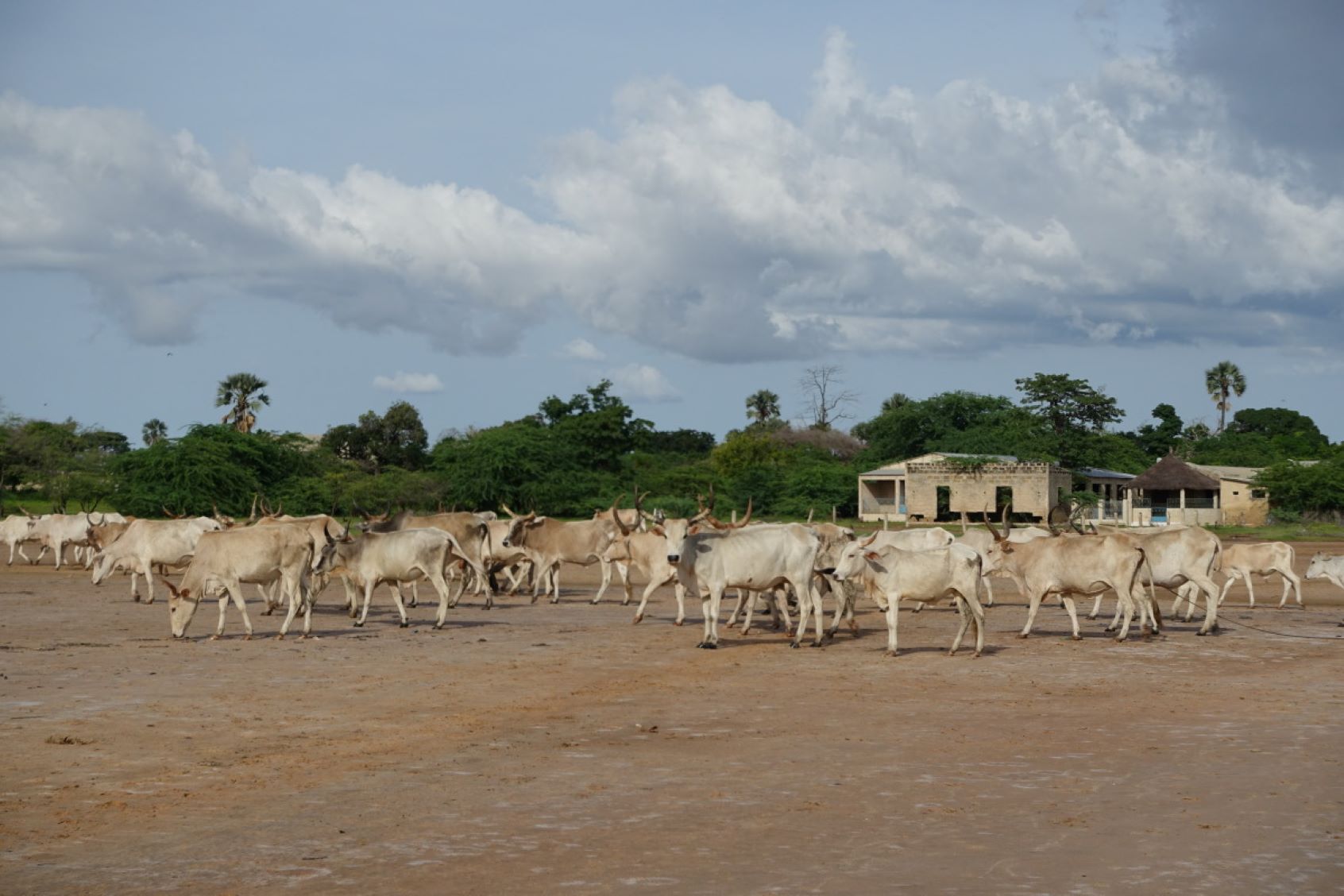 Troupeau vaches Sénégal©M. Roche, Cirad