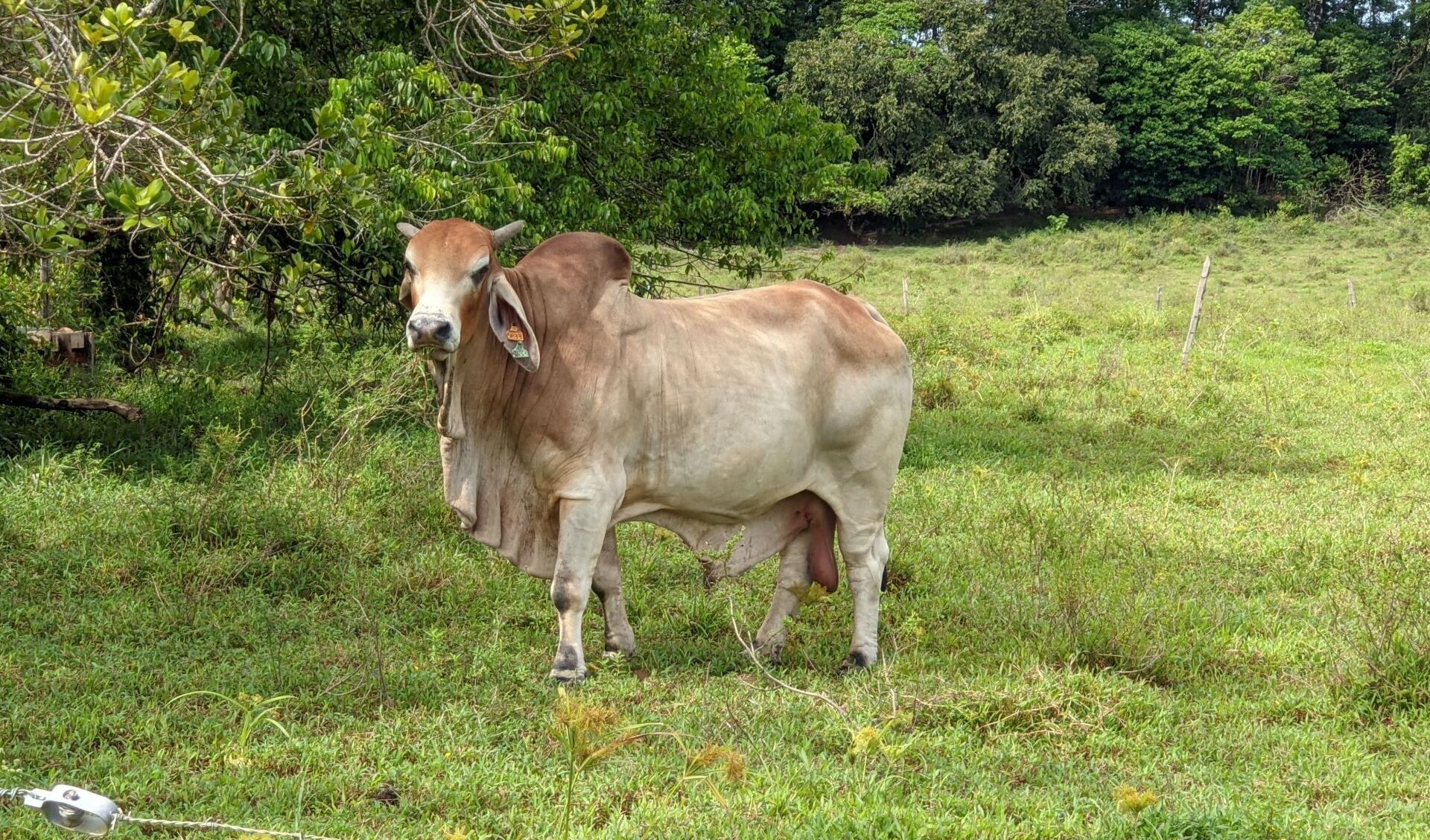 Cattle@D. Bastianelli