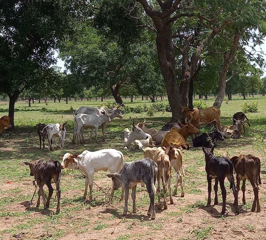 Veaux_Koumbia_BKF@E. Vall, Cirad