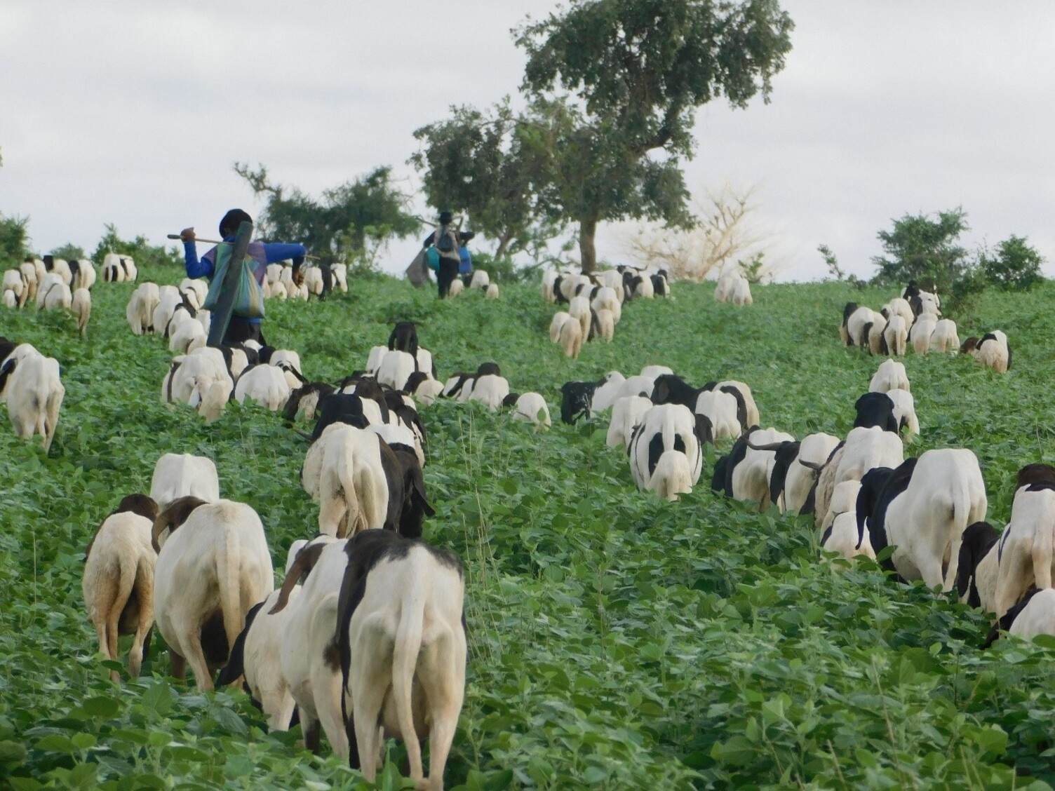 Montée en transhumance nord sahélienne d’un troupeau ovin sur le couloir de passage (Dantchandou, Niger)@Yakoubou Alzouma Yanoussa