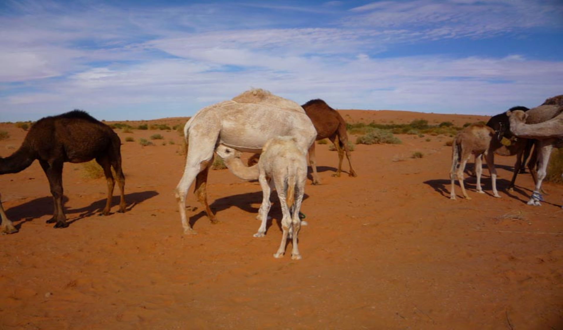 Chamelles_Algérie@J. Huguenin