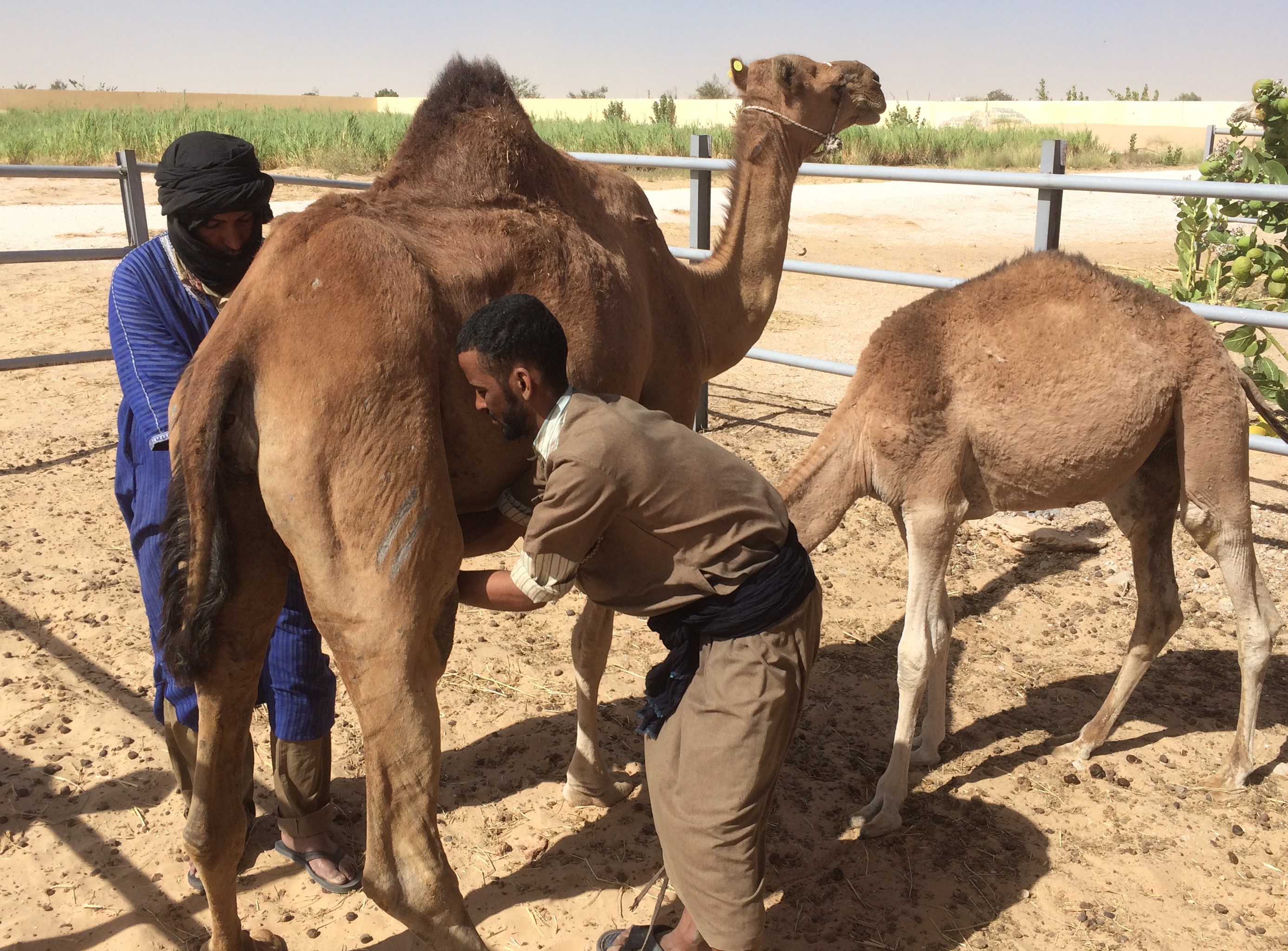 Mauritanie@B. Faye, Cirad