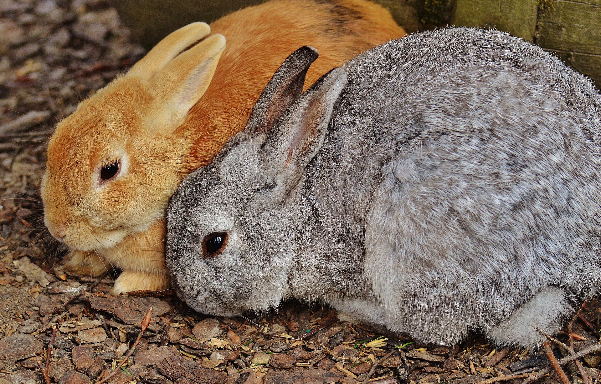 lapins-parc-sauvage-poing-lapin@pixabay