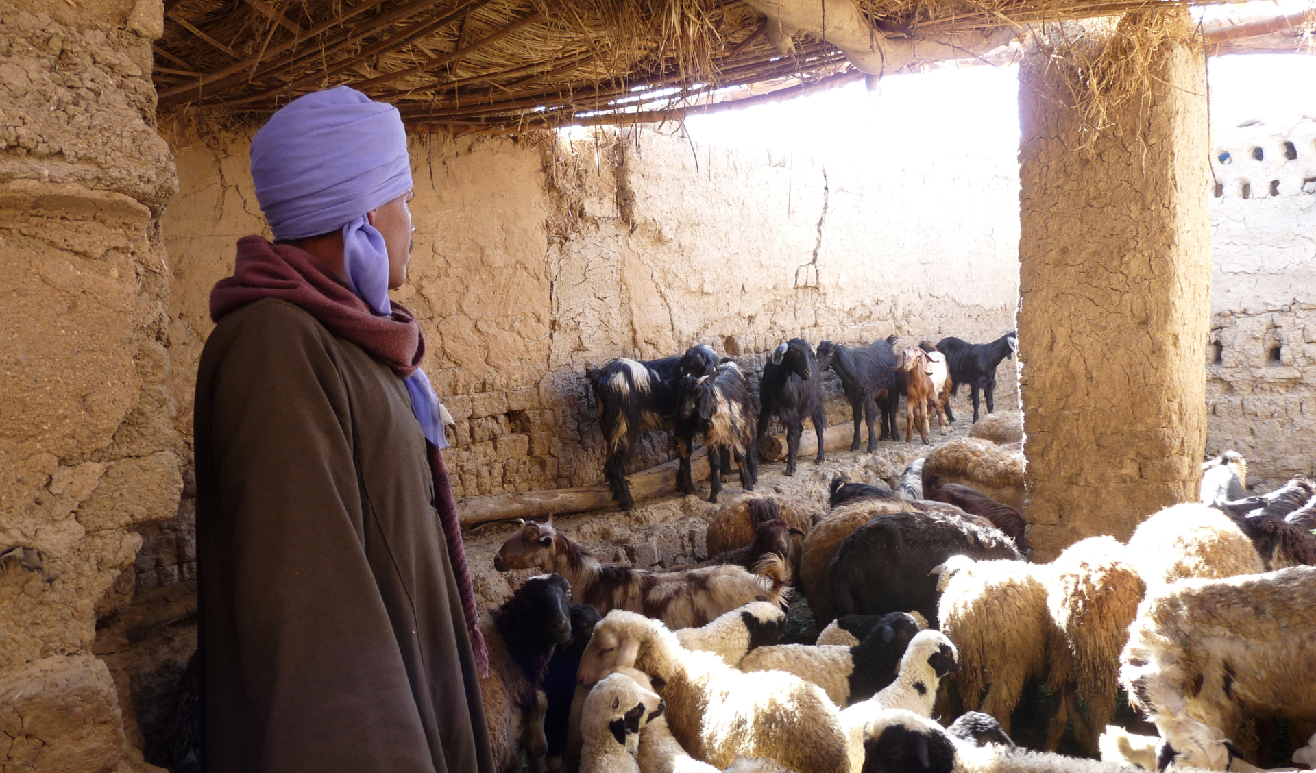 Goat farm in Egypt © V. Alary, Cirad