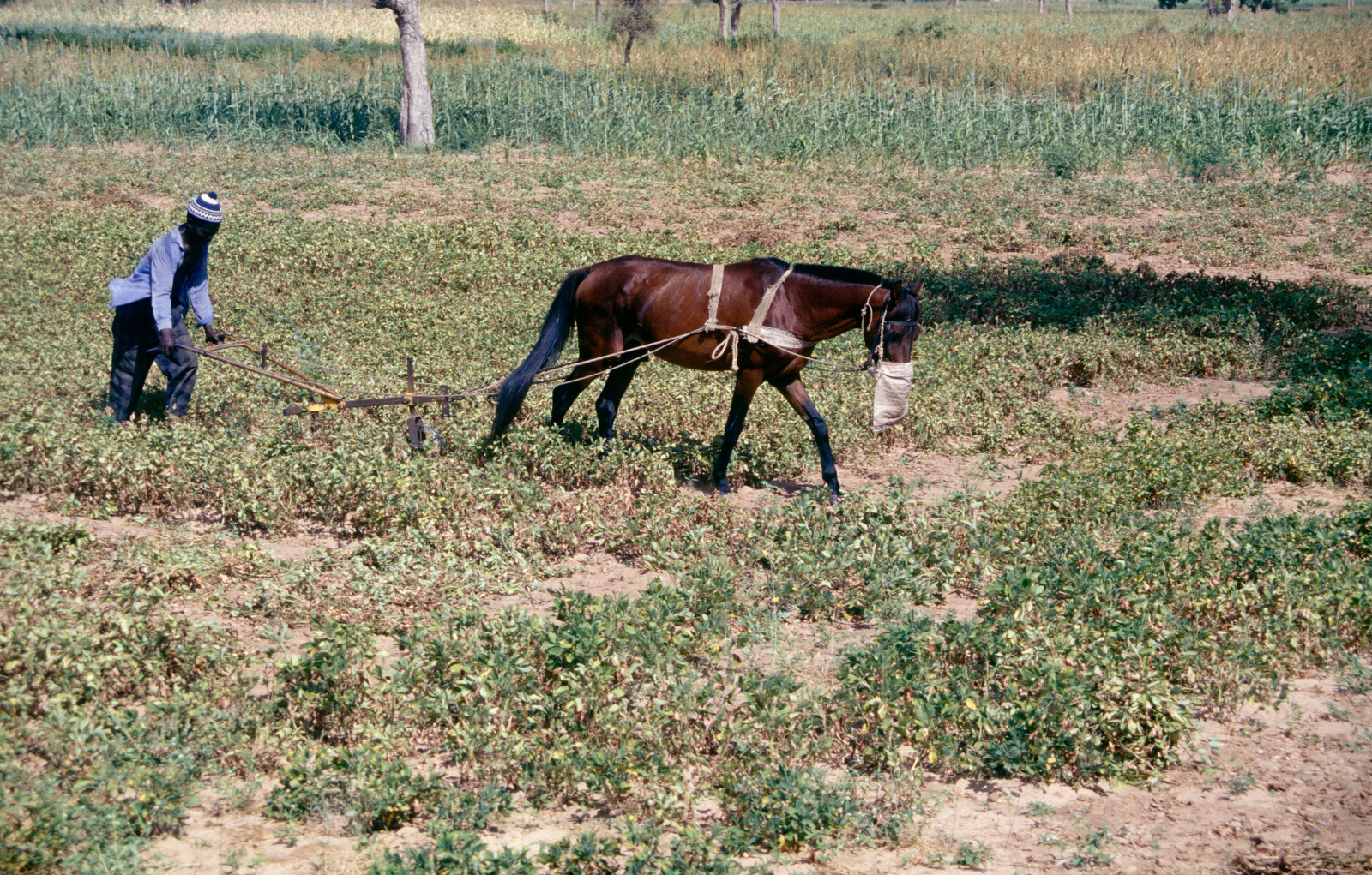 Soulevage de l'arachide en traction équine dans un essai en milieu paysan (bassin arachidier, Sénégal)©J. Martin, Cirad