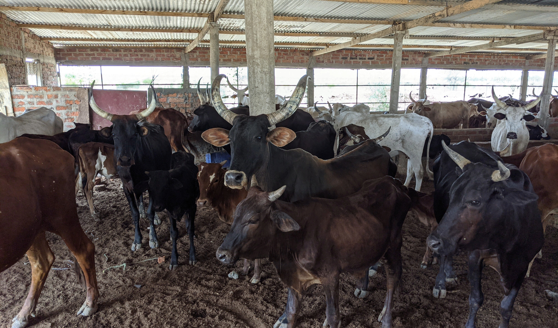 Vaches_Tchad@D. Bastianelli, Cirad