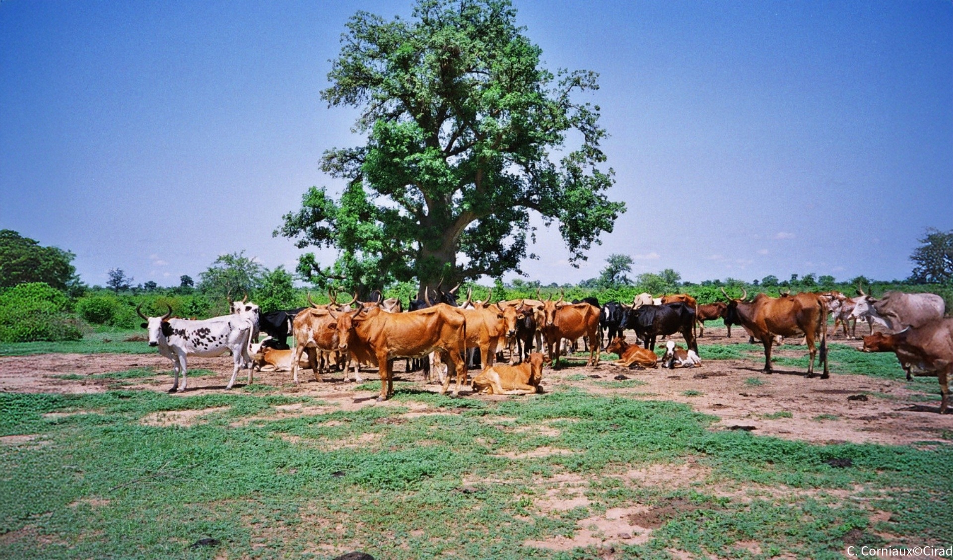 Zebus_Mali©C. Corniaux, Cirad