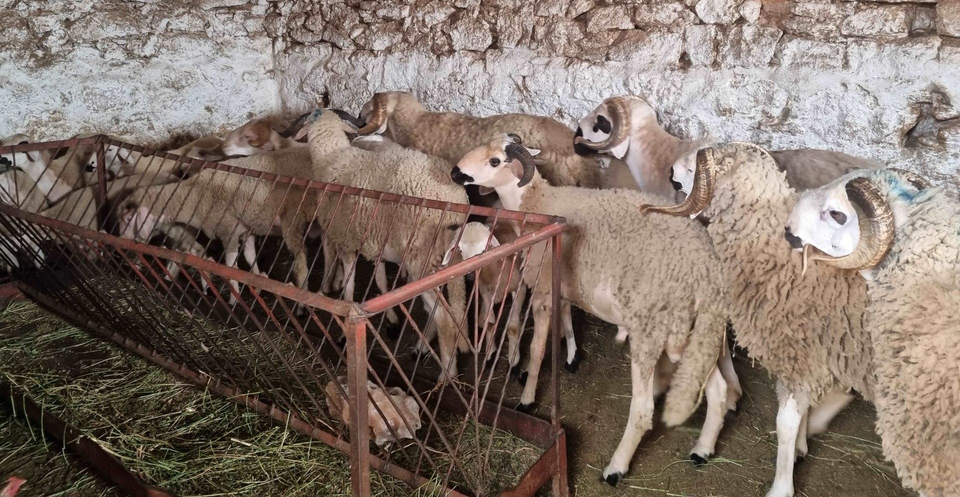 Ovins_Maroc@M.T. Sra¨iri