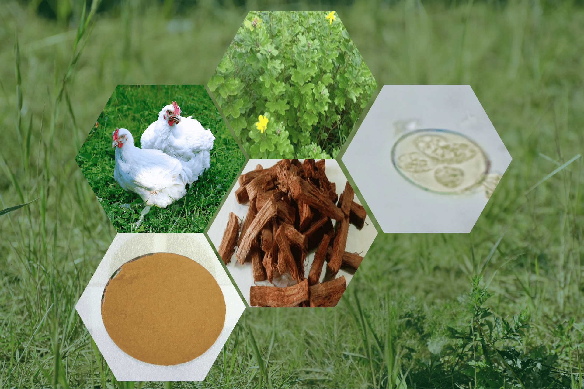 Overview of the experimental study: Broiler birds, Cochlospermum planchonii plant and roots (source of methanolic extract), powdered root preparation, and microscopic image of sporulated Eimeria oocysts©CT. Oyiga