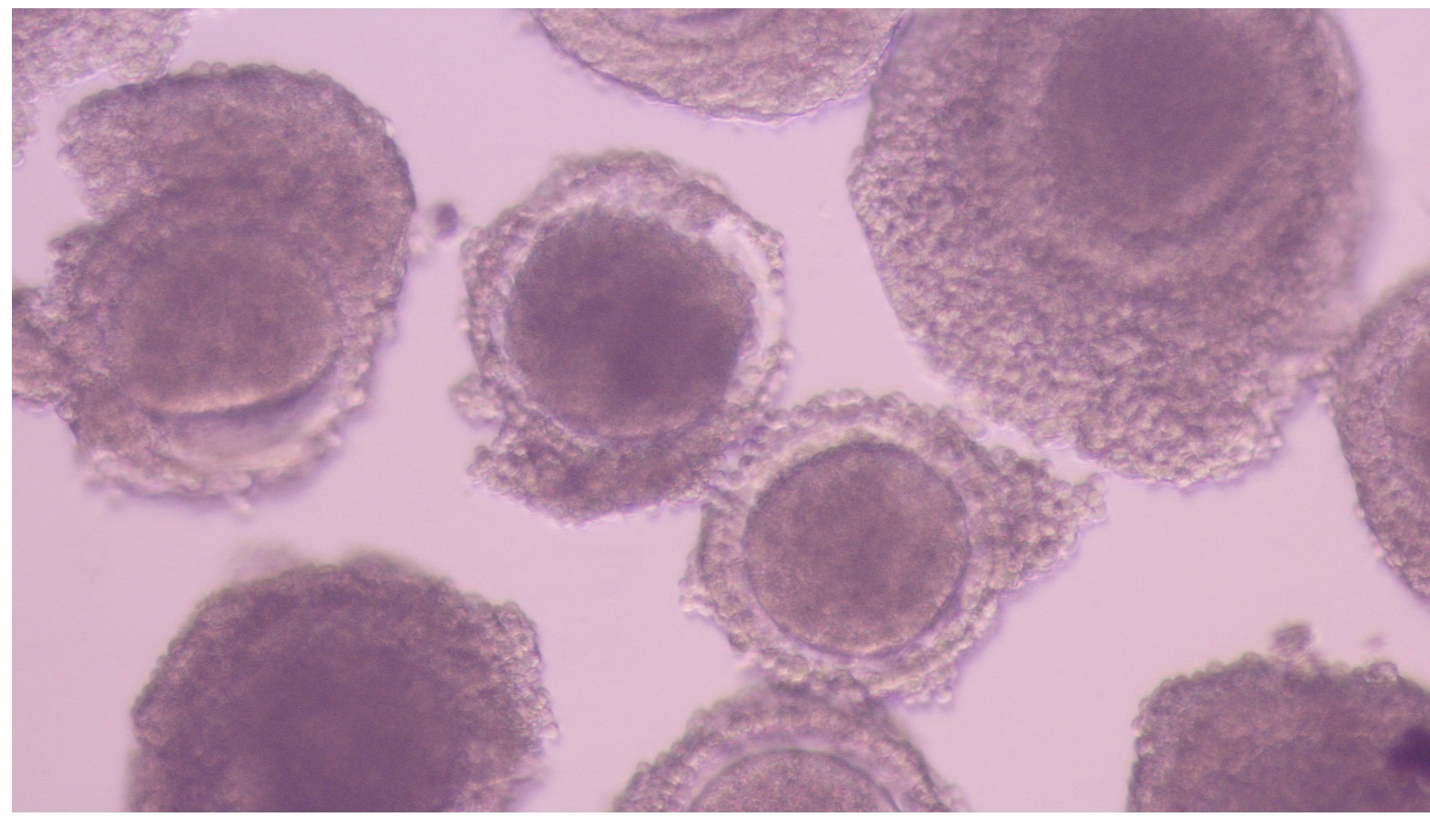 Immature oocytes©J.Kouamo